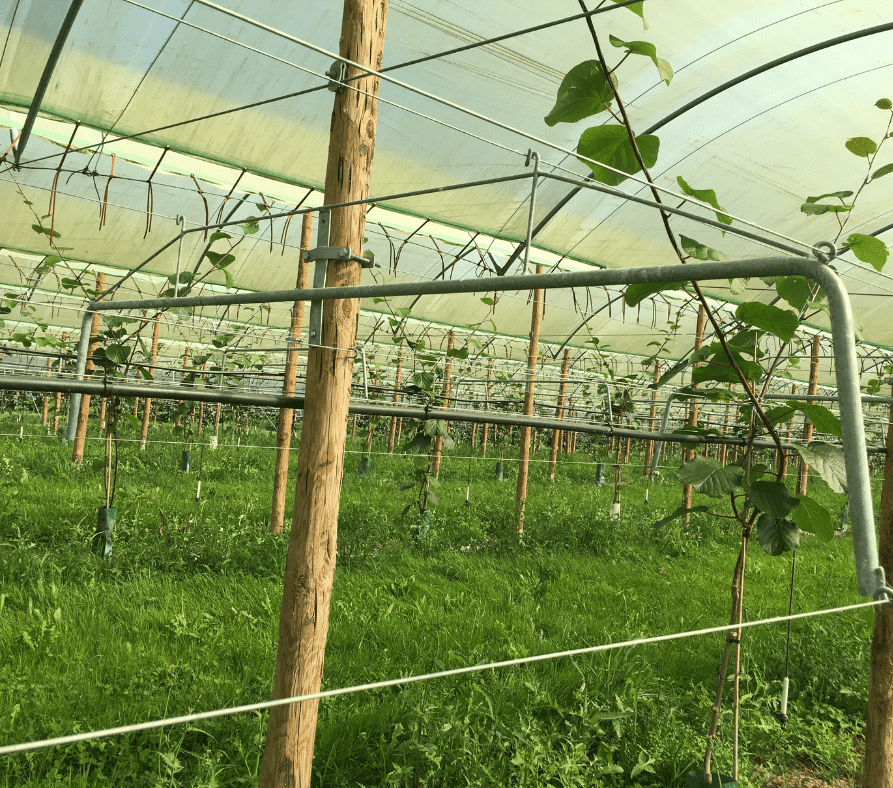 Structure et palissage pour l’arboriculture barre palissage kiwi