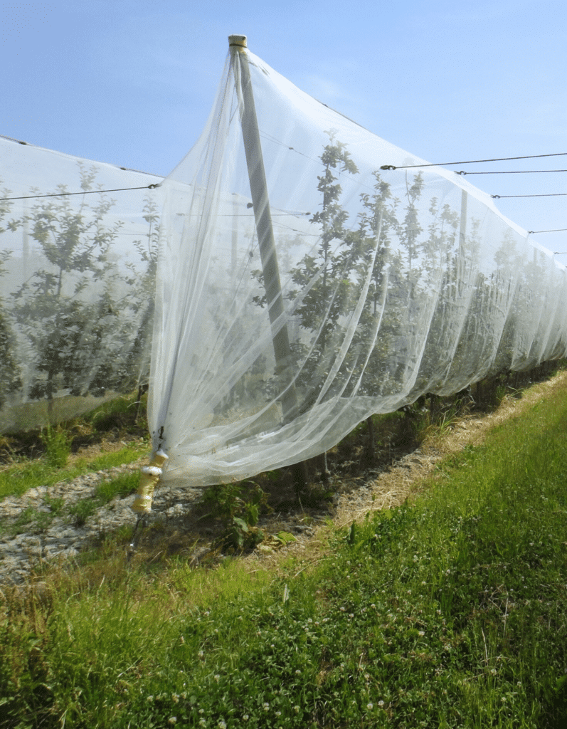 Protection contre les ravageurs alt'droso