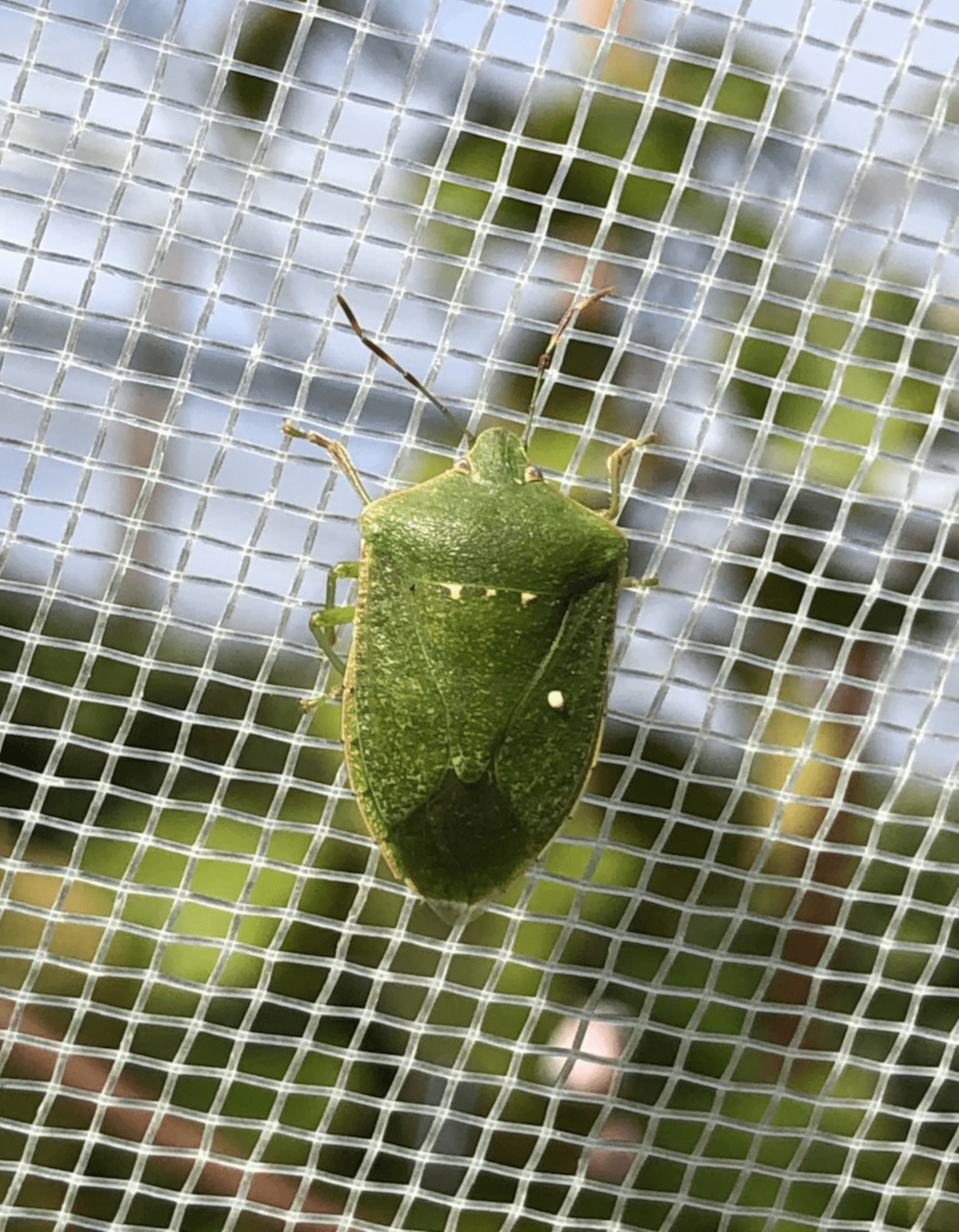 Protection des cultures contre les ravageurs