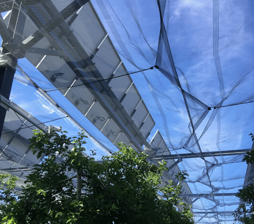 Protection grêle - verger sous ombrière photovoltaique