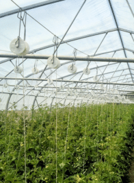 protection maraichage