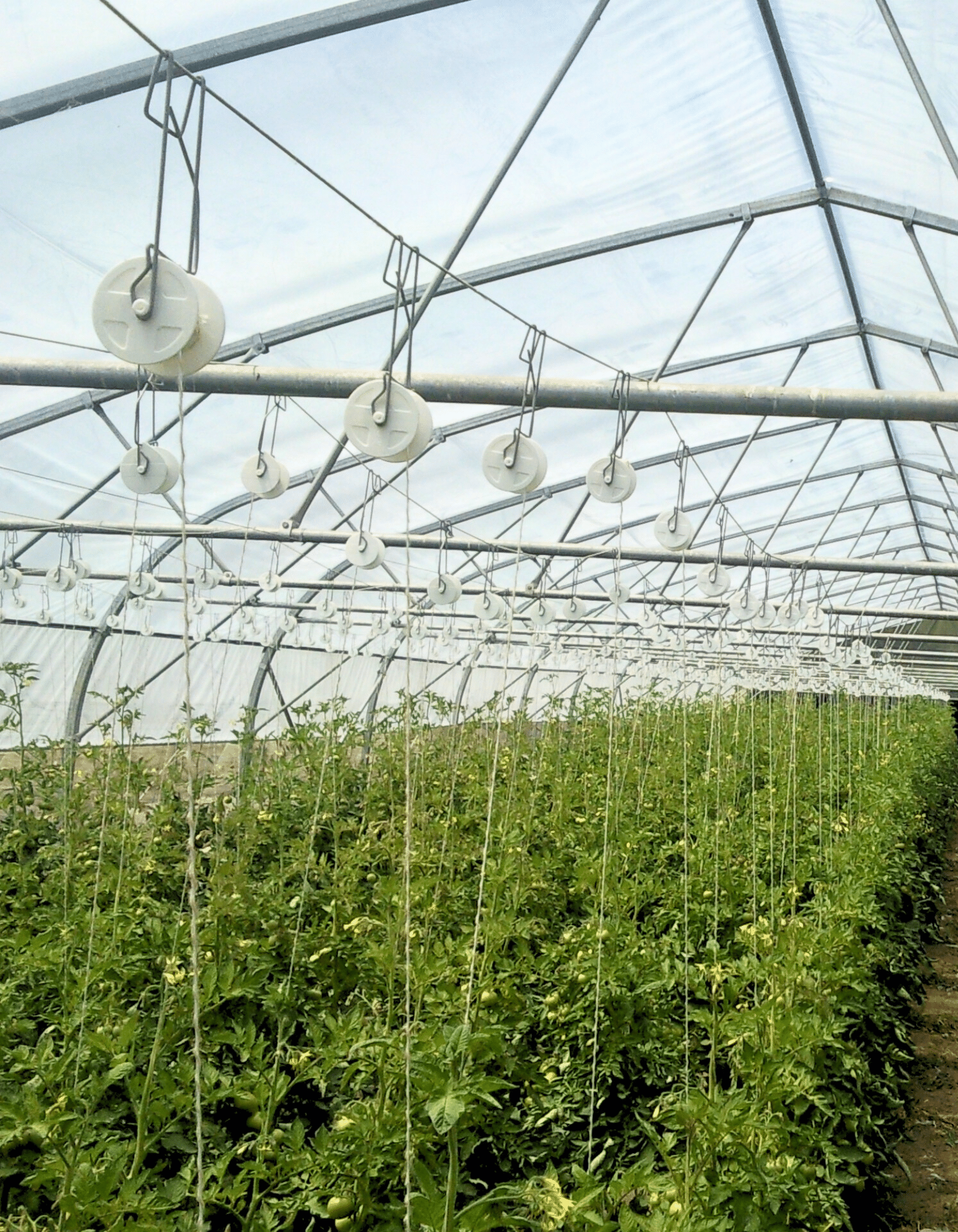 Palissage pour le maraîchage