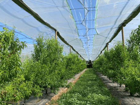 Protection climatique pour l'arboriculture Protection climatique pour l'arboriculture anti-pluie anti-grêle