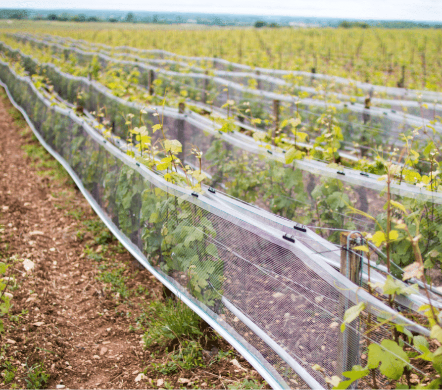 Protection climatique pour la viticulture Système Whailex