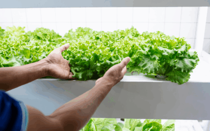 Pourquoi et comment optimiser le conditionnement de la salade et des jeunes pousses ?