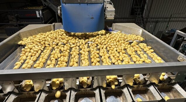 Pommes de terre dans machine Pauwels, peseuse Filpack